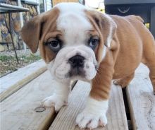 beautiful male and female english bulldog puppies