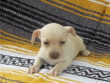 Cute and adorable male and female Chihuahua puppies ready for adoption