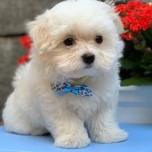 Gorgeous Maltese puppies,