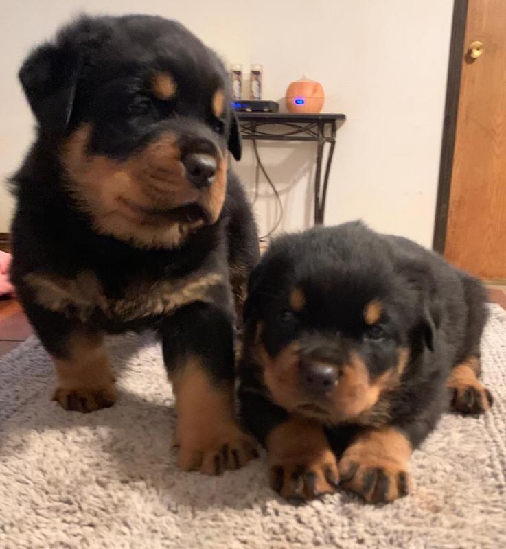 AKC Rottweiler female and male for adoption Image eClassifieds4u