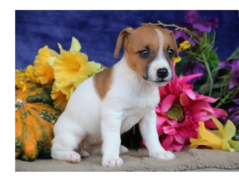 Amazing male and female Jack Russell terrier puppies ready for adoption. Image eClassifieds4u