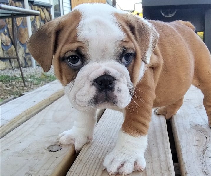 beautiful male and female english bulldog puppies Image eClassifieds4u