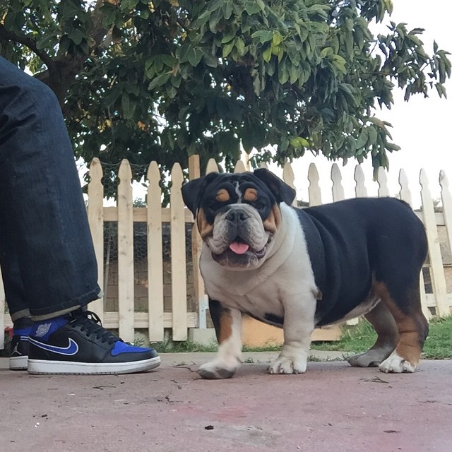 English bulldog Image eClassifieds4u