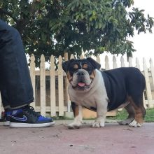 English bulldog Image eClassifieds4u 1