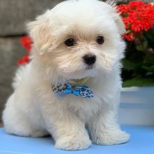 Gorgeous Maltese puppies, Image eClassifieds4U