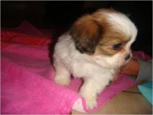 Home Raised shih tzu Puppies For Adoption