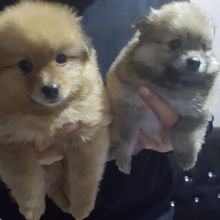 Pomenarian Puppies for adoption