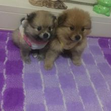 Pomenarian Puppies for adoption