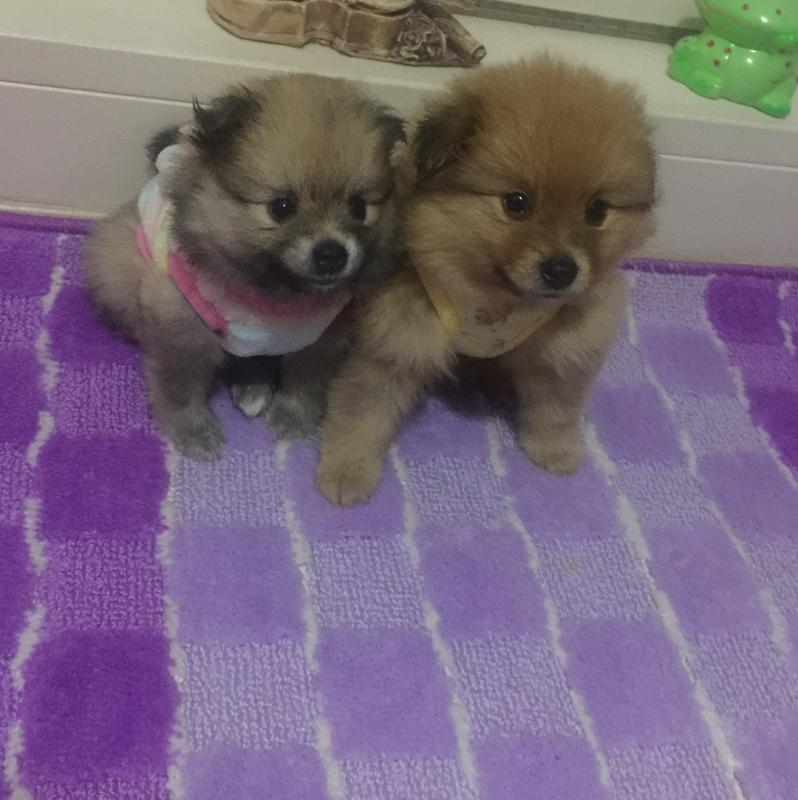 Pomenarian Puppies for adoption Image eClassifieds4u