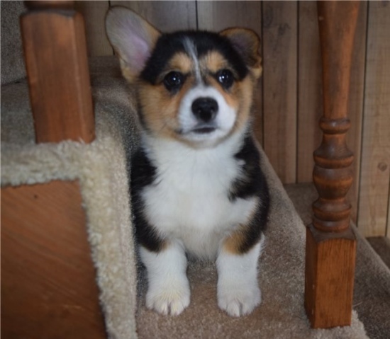 Beautiful Pembroke Welsh Corgi pups Image eClassifieds4u