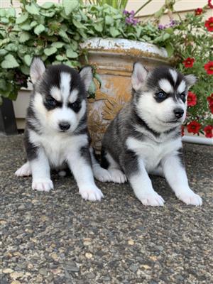 Excellent Blue Eyes Siberian Husky Puppies Image eClassifieds4u