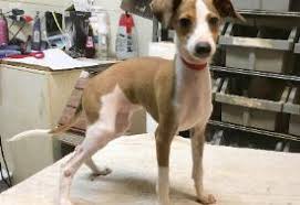 Italian Greyhound Puppies Image eClassifieds4u