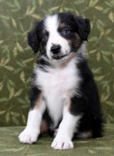 Australian Shepherd Puppies