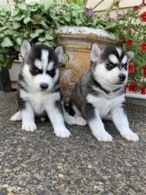 Excellent Blue Eyes Siberian Husky Puppies