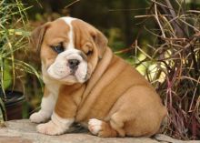 Lovely English Bull Dogs puppies