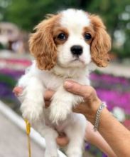 2 Cavalier King Charles Spaniel Puppies Image eClassifieds4U