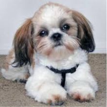 Shih Tzu 1 female pup ready for new homes