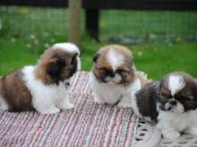 Shih Tzu 2 females 1 male ready for new homes