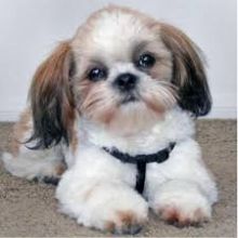 Shih Tzu puppies ready for their new homes!!!