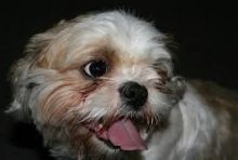 Shih Tzu 1 female pup ready for new homes Image eClassifieds4U