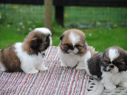 Shih Tzu 2 females 1 male ready for new homes Image eClassifieds4u