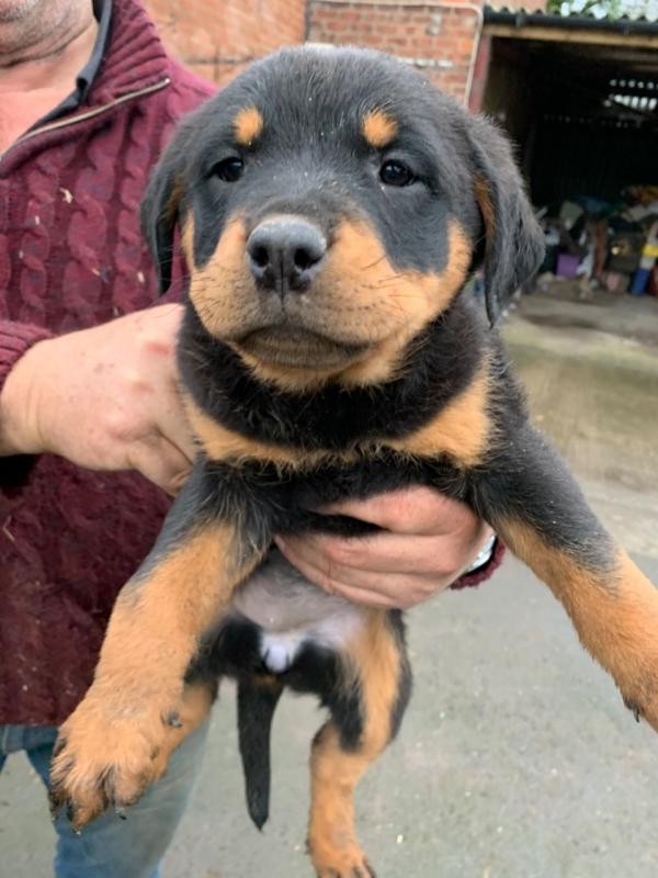 *** 1 Left *** Stunning Male Rottweiler Pups Image eClassifieds4u