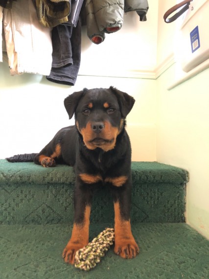 *** 1 Left *** Stunning Male Rottweiler Pups Image eClassifieds4u