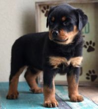 Chunky Rottweilers Puppies