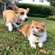 Corgi puppies for adoption. Fine puppies, AKC registered