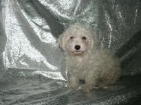 Cute and Affectionate lovable Male and female Bichon frise Puppies available and ready for new homes