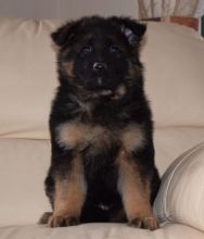 German Shepherd pup