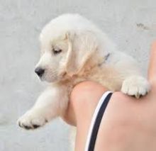 Golden Retriever Puppies For Adoption