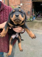 Handsome Chunky Rottweiler Puppies!