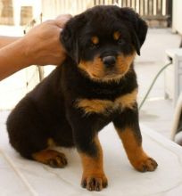 I Have 8 Rottweiler Pups 5 Girls 3 Boys.