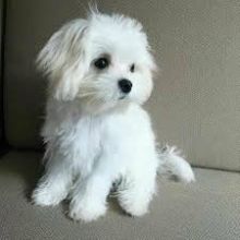 Maltese puppies, male and female for adoption
