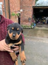 Pedigree Rottweiler Puppie