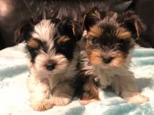 We have vet check and vaccinated pure breed Yorkshire terrier puppies 12 weeks old