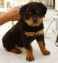 Well Traied Rottweiler Puppies