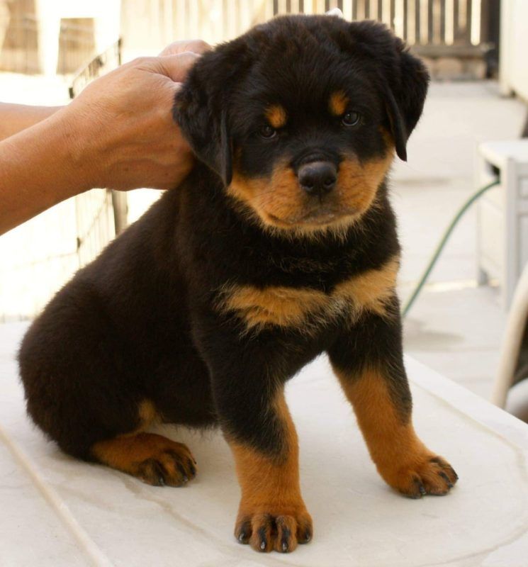 Champion Old Big Boned Rottie Puppy Image eClassifieds4u