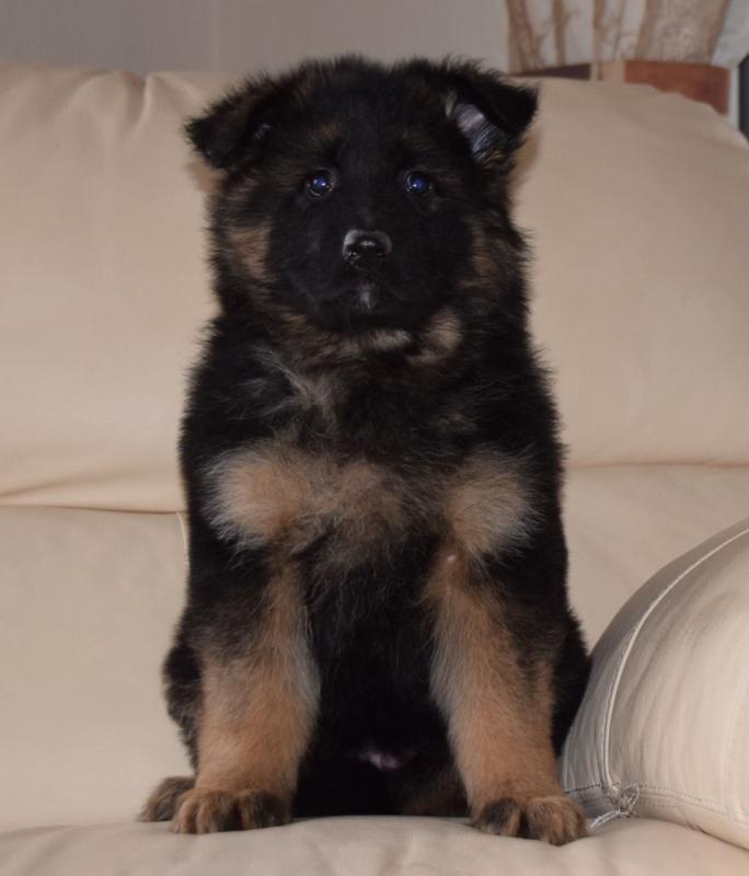 German Shepherd pup Image eClassifieds4u