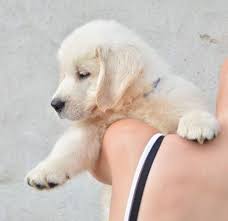 Golden Retriever Puppies ready for adoption Image eClassifieds4u