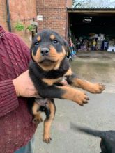 Pedigree Rottweiler Puppie Image eClassifieds4u 2