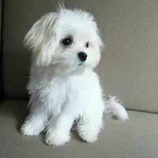 Maltese puppies, male and female for adoption Image eClassifieds4u