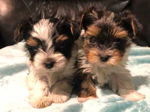 We have vet check and vaccinated pure breed Yorkshire terrier puppies 12 weeks old Image eClassifieds4u