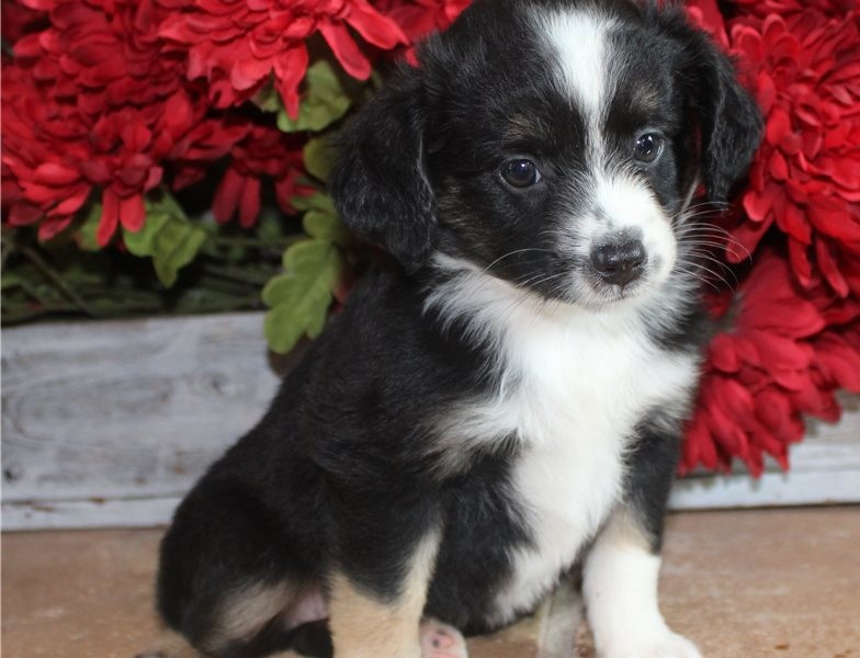Charming male and female Australian Shepherd puppies available for adoption Image eClassifieds4u