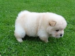 Charming male and female Chow Chow Puppies Available Image eClassifieds4u