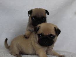 Cute and lovely Male and Female Pug puppies ready for adoption Image eClassifieds4u