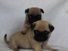 Cute and lovely Male and Female Pug puppies ready for adoption Image eClassifieds4U