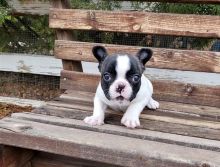 Cute and lovely trained French Bulldog puppies available for new homes. Image eClassifieds4U