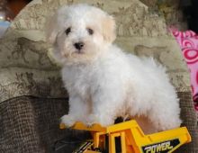❤️❤️ Bichon Frise Puppies ❤️❤️ Girl & Boy ❤️ ❤️